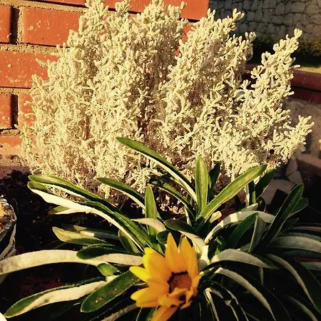 Pasha Port & Restaurant 3* Alaçatı