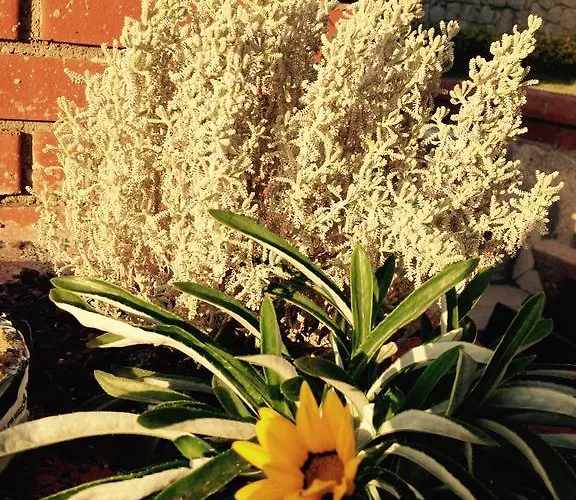 Pasha Port & Restaurant 3* Alaçatı